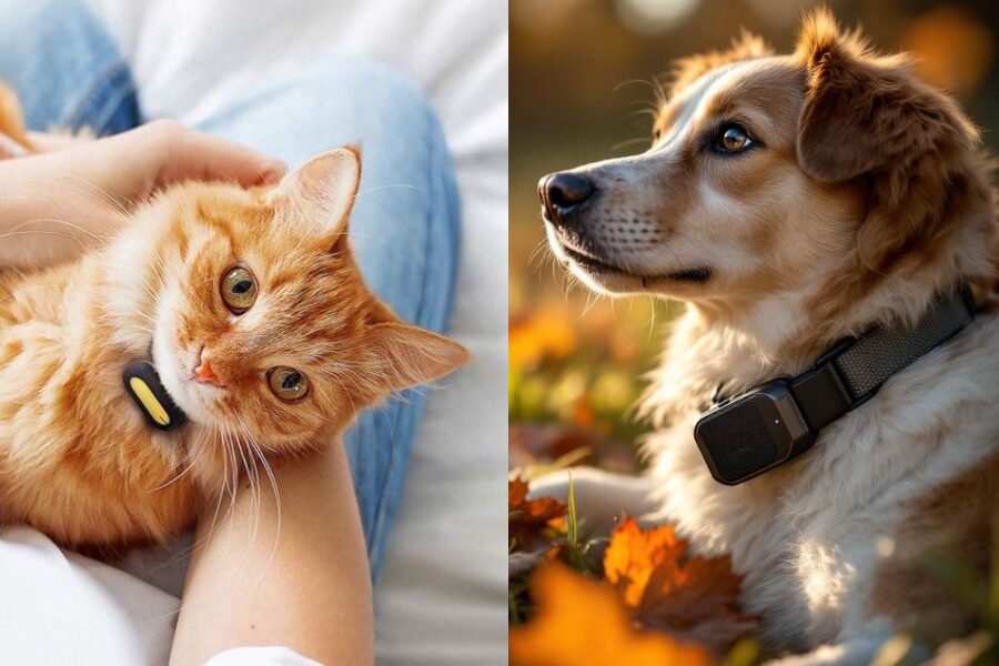 🐶 Pourquoi opter pour un collier GPS intelligent pour son chien ou chat en 2025 ?