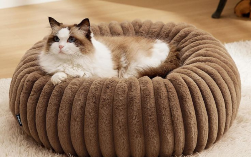 Top 5 des paniers les plus confortables pour chats exigeants en 2026