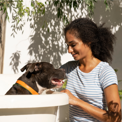 🐶 Top 10 des accessoires indispensables pour chien en 2025