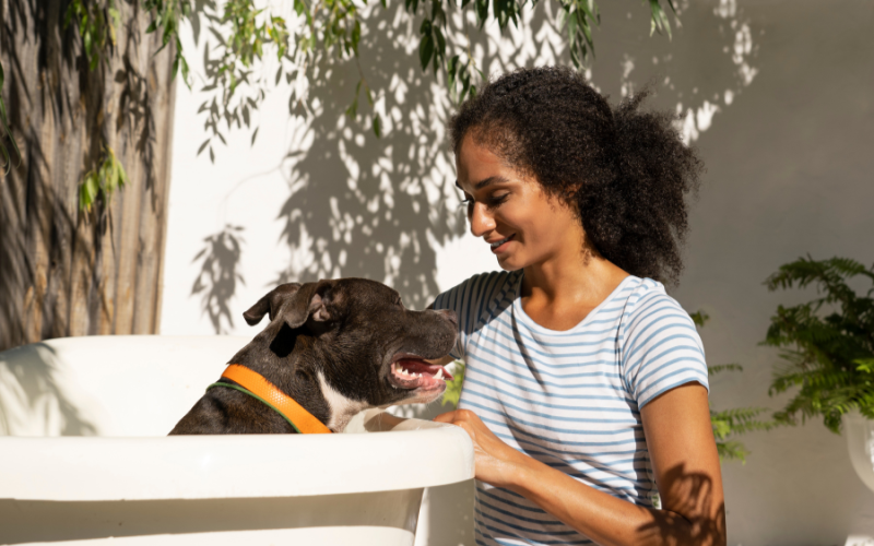 🐶 Top 10 des accessoires indispensables pour chien en 2025