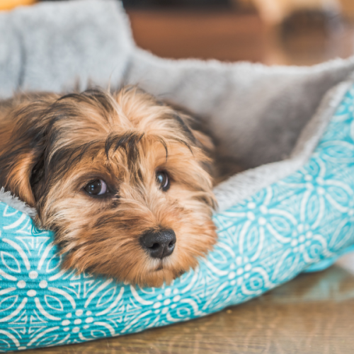 Top 5 des meilleurs lits orthopédiques pour chiens âgés en 2025