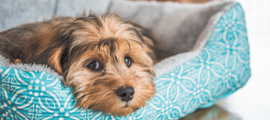 Top 5 des meilleurs lits orthopédiques pour chiens âgés en 2025