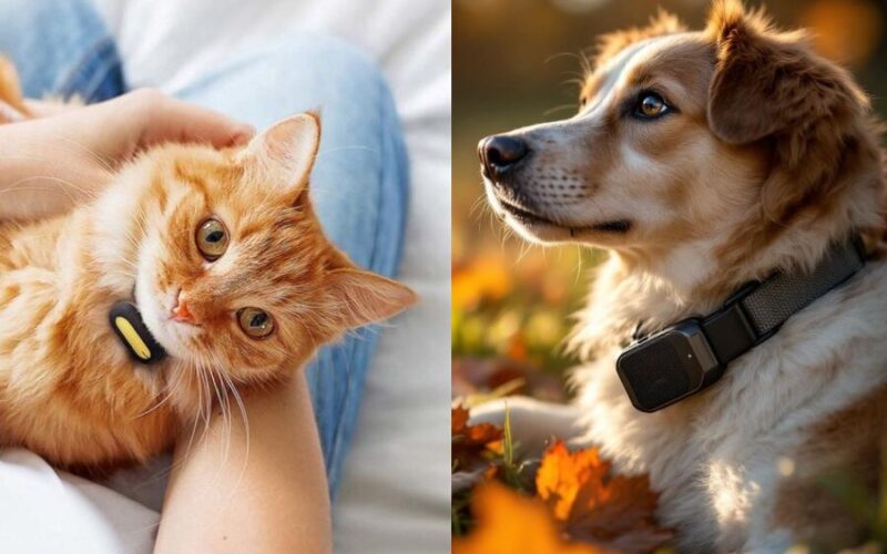 🐶 Pourquoi opter pour un collier GPS intelligent pour son chien ou chat en 2025 ?